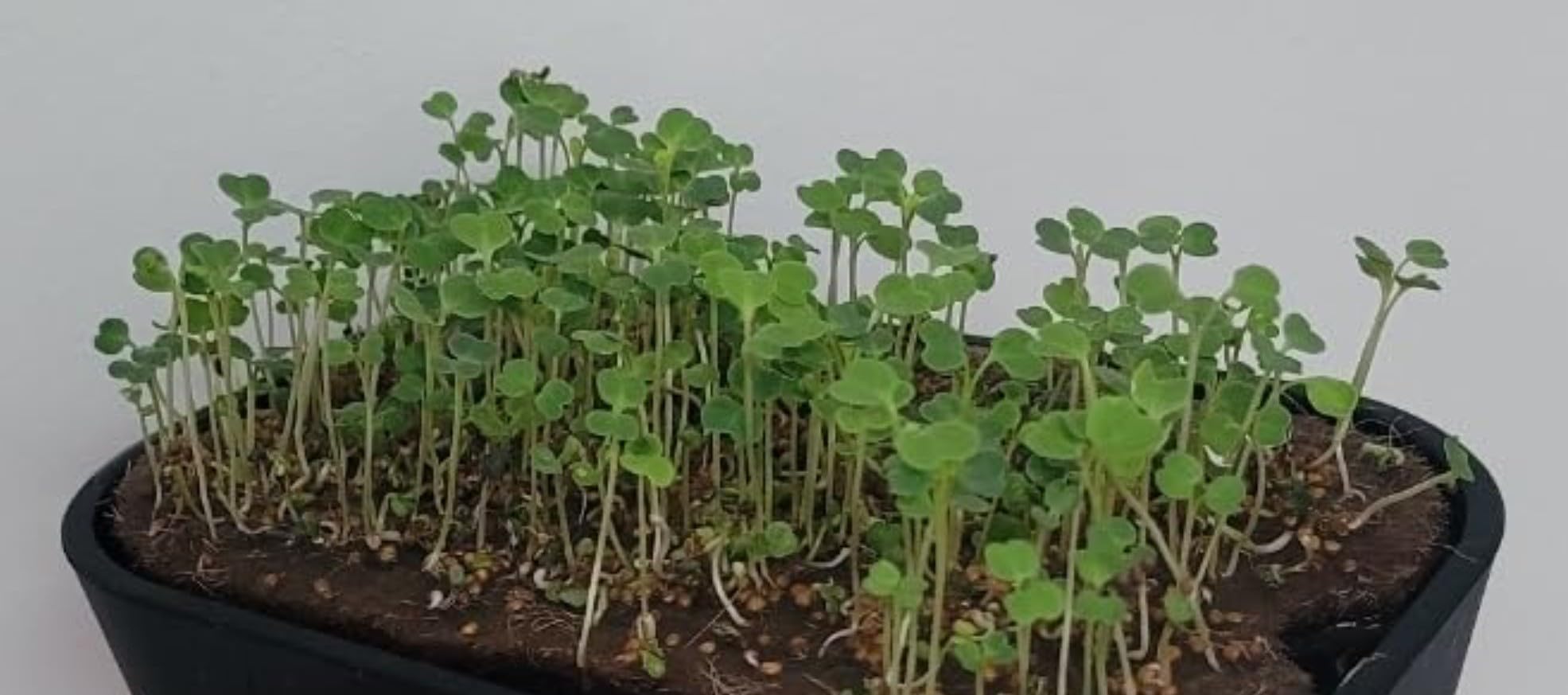 Microgreens Growing Kit Indoor, Micro Greens Indoor Herb Garden Kit with LED Light, 3 Microgreens Growing Trays, 6 Jute Mats - Indoor Grow Kit & Herb Growing Kit (No Seeds) customer photo 2
