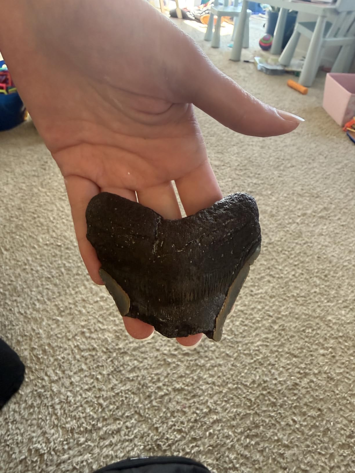 Megalodon Shark Tooth Dig Kit - Authentic Fossils Found in The USA(Megalodon Fragment Guaranteed + Lemon & Bull Shark Teeth) - Uncover Real Fossils - Perfect STEM Gift for Kids customer photo 1