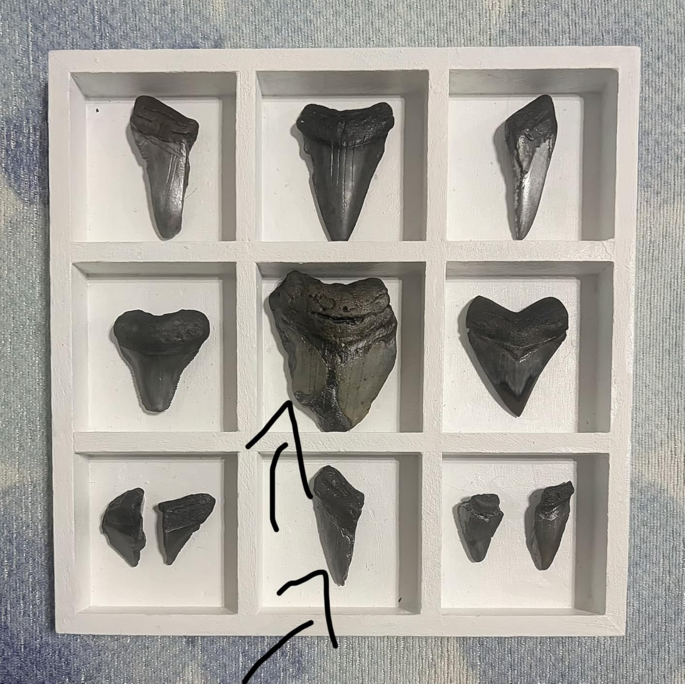 Megalodon Shark Tooth Dig Kit - Authentic Fossils Found in The USA(Megalodon Fragment Guaranteed + Lemon & Bull Shark Teeth) - Uncover Real Fossils - Perfect STEM Gift for Kids customer photo 2