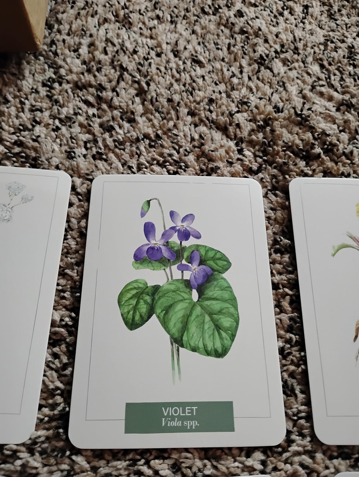 Herb Notes Plant Identification Cards, 48 Illustrated Botanical Flash Cards customer photo 1