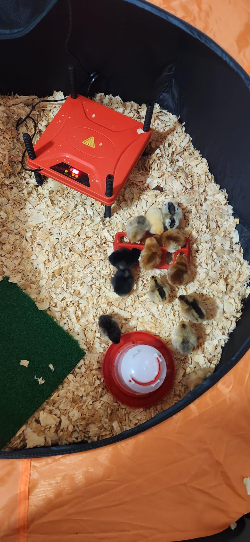 Phoncoo Brooder Box for Chick, Chick Starter Kit with Brooder Heating Plate customer photo 2