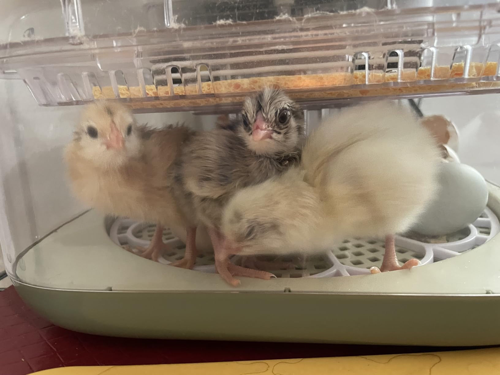 Series III - 24 Egg Incubator for Hobbyists, Full-Stage Adaptive Humidity (Dual-Bottle) & Temp Control, Custom-Interval Auto Turn & Auto Stop, Preset Incubation Days, Adjustable Egg Spacing customer photo 2