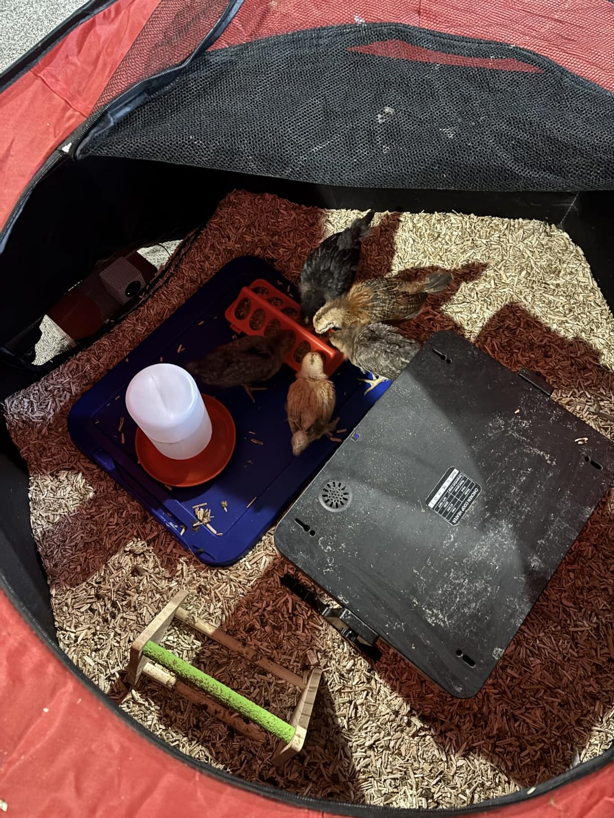 Magicfly Brooder Box for Chicks Starter Kit with 15 x 11 Inch Heating Plate customer photo 1