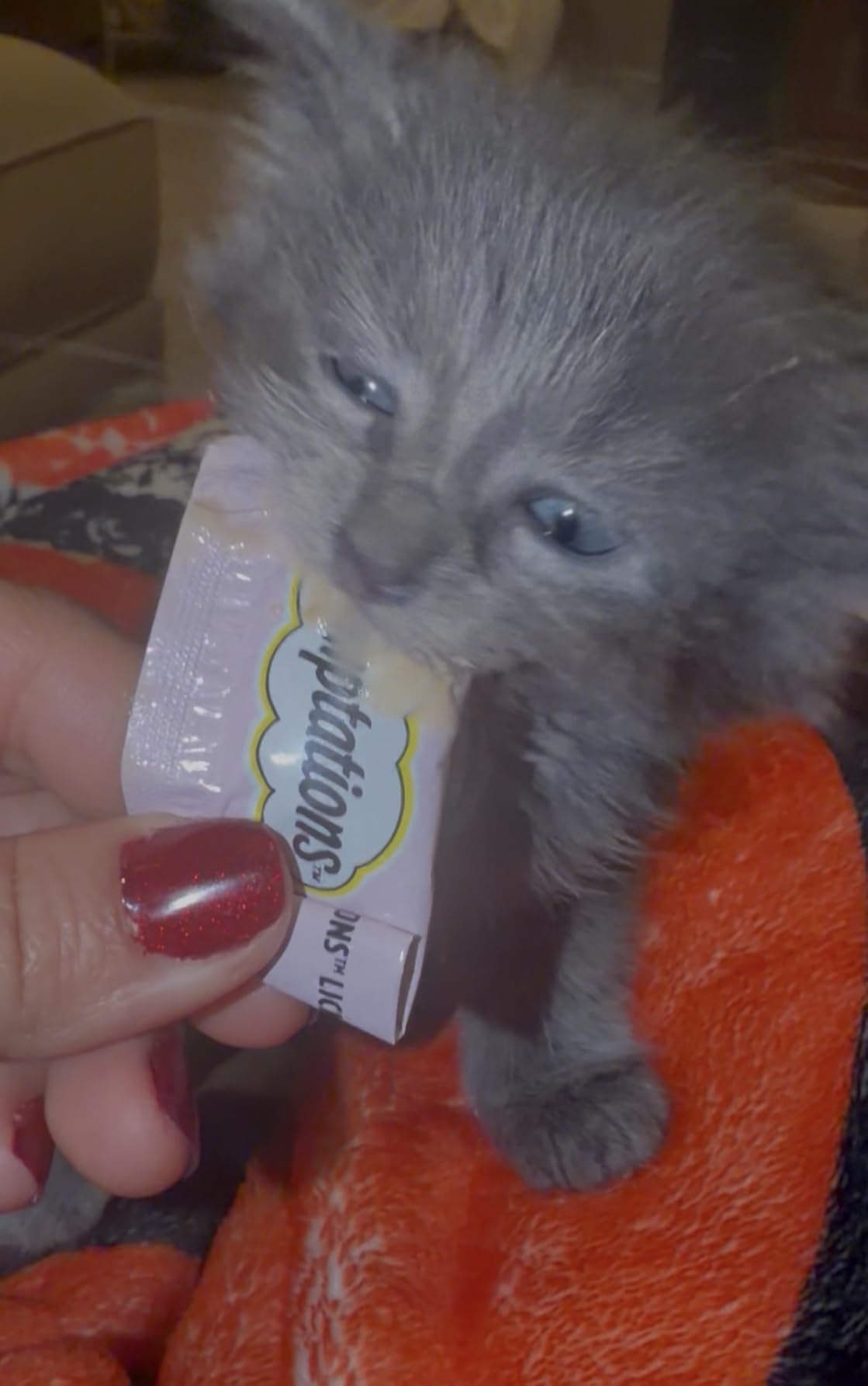 Temptations Lickable Puree Kitten Cat Treats, Chicken & Salmon, 24 Count | Chicken & Salmon, DHA supports brain development, high moisture for hydration, under 15 cal/pouch, no added sugar or fillers customer photo 2