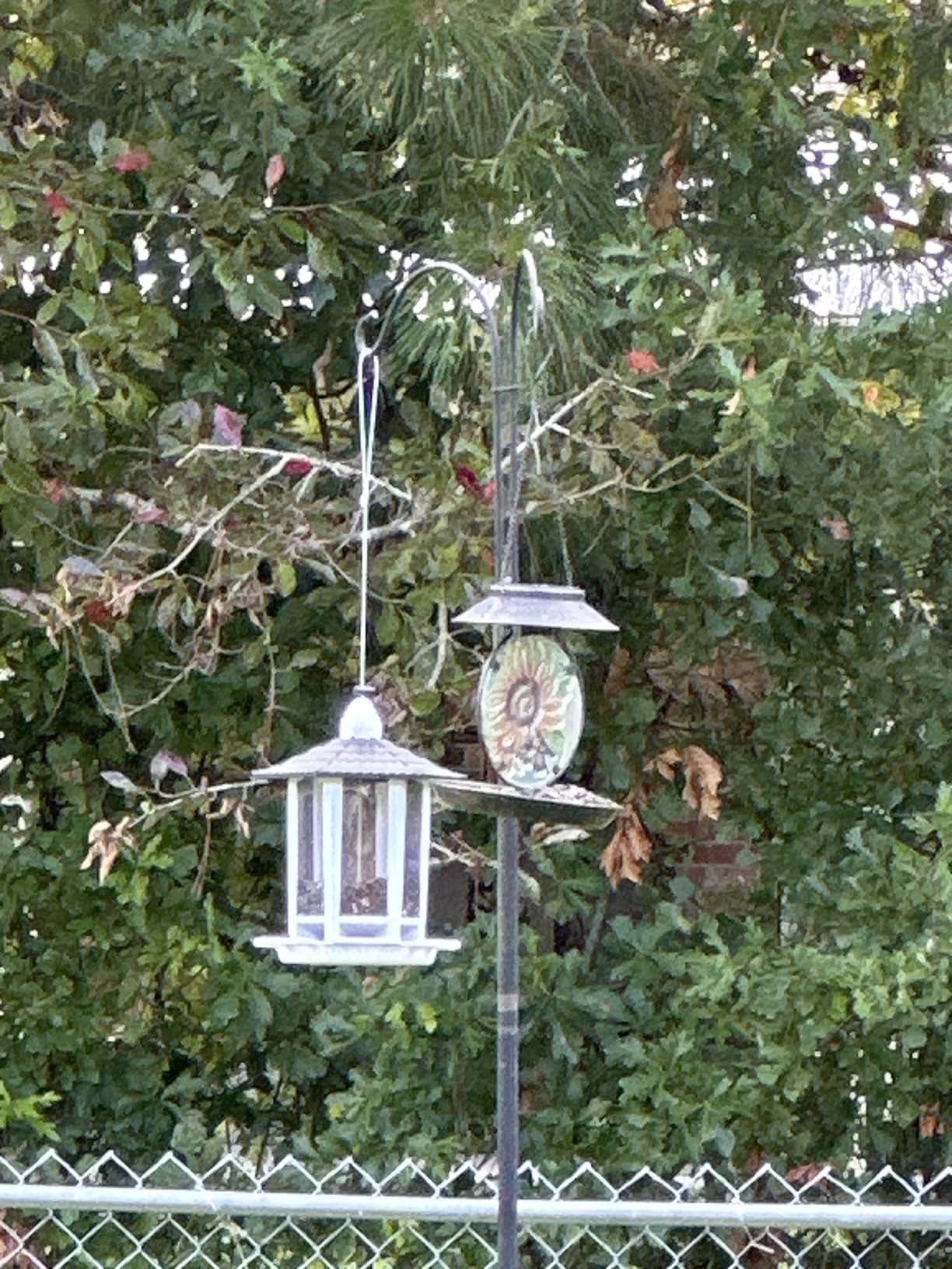 Birdream Solar Bird Feeders for Outdoors Hanging, Assembly Required, 1-Min Easy Setup, Wild Seed Feeders for Cardinals Chickadees and Finches customer photo 1