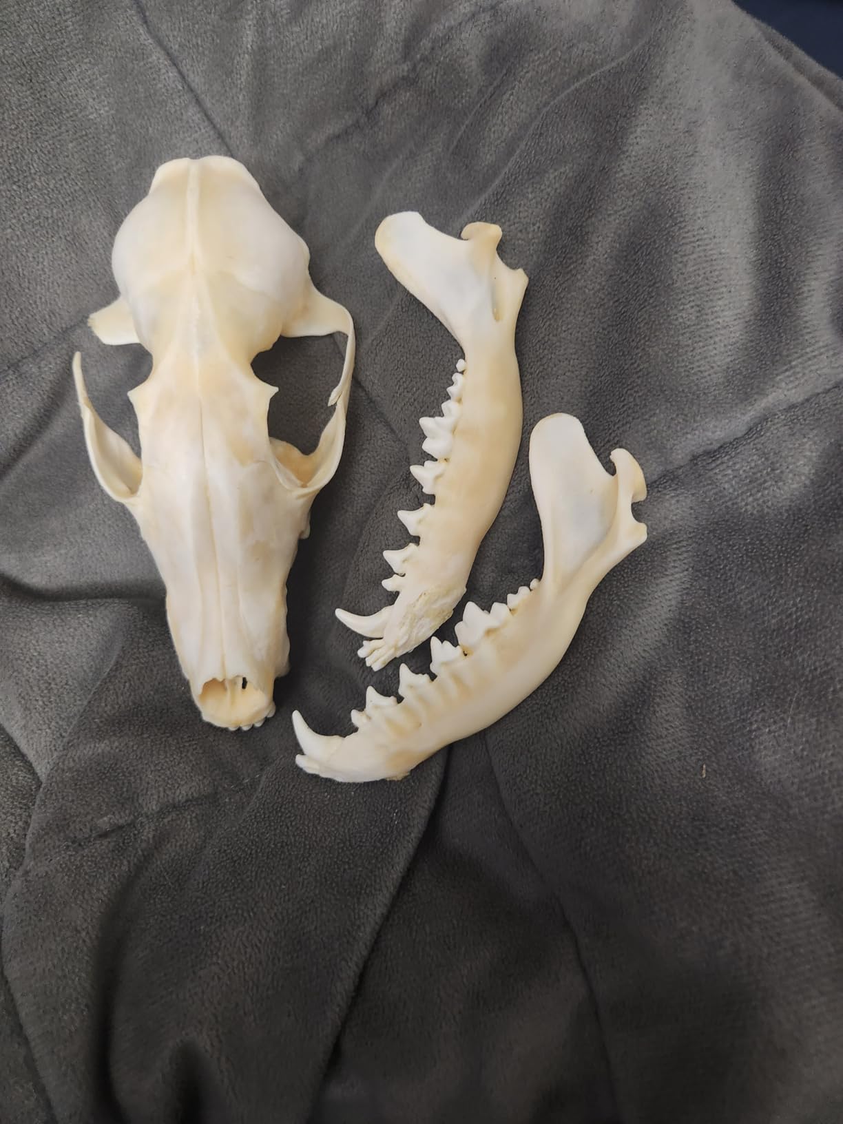 1pc Real Animal Sea Mouse Skull Specimen, Real Bone Taxidermy for Gothic Home Decor, Science Education Display, Oddities and Curiosities Collection, Halloween Table Ornament customer photo 1