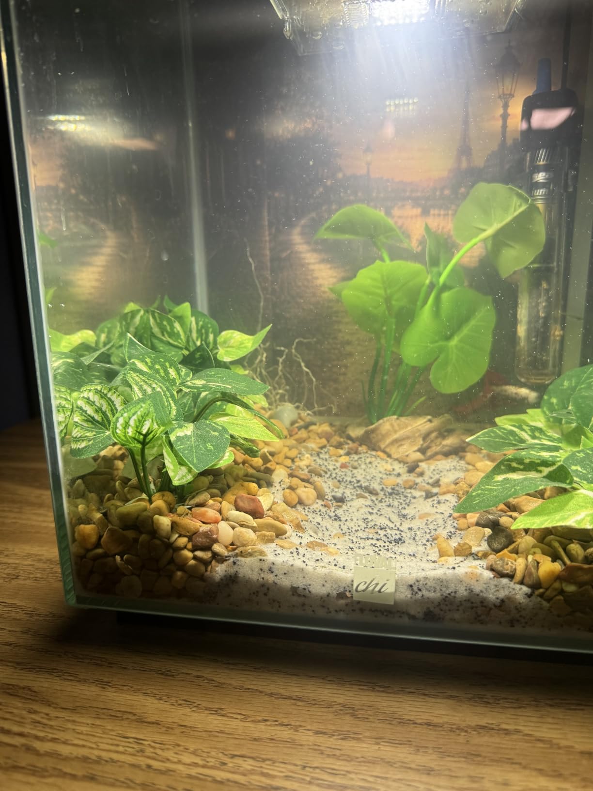 Aquarium Decorations Cave Silk Aquarium Plants Betta Fish Tank Decor customer photo 2