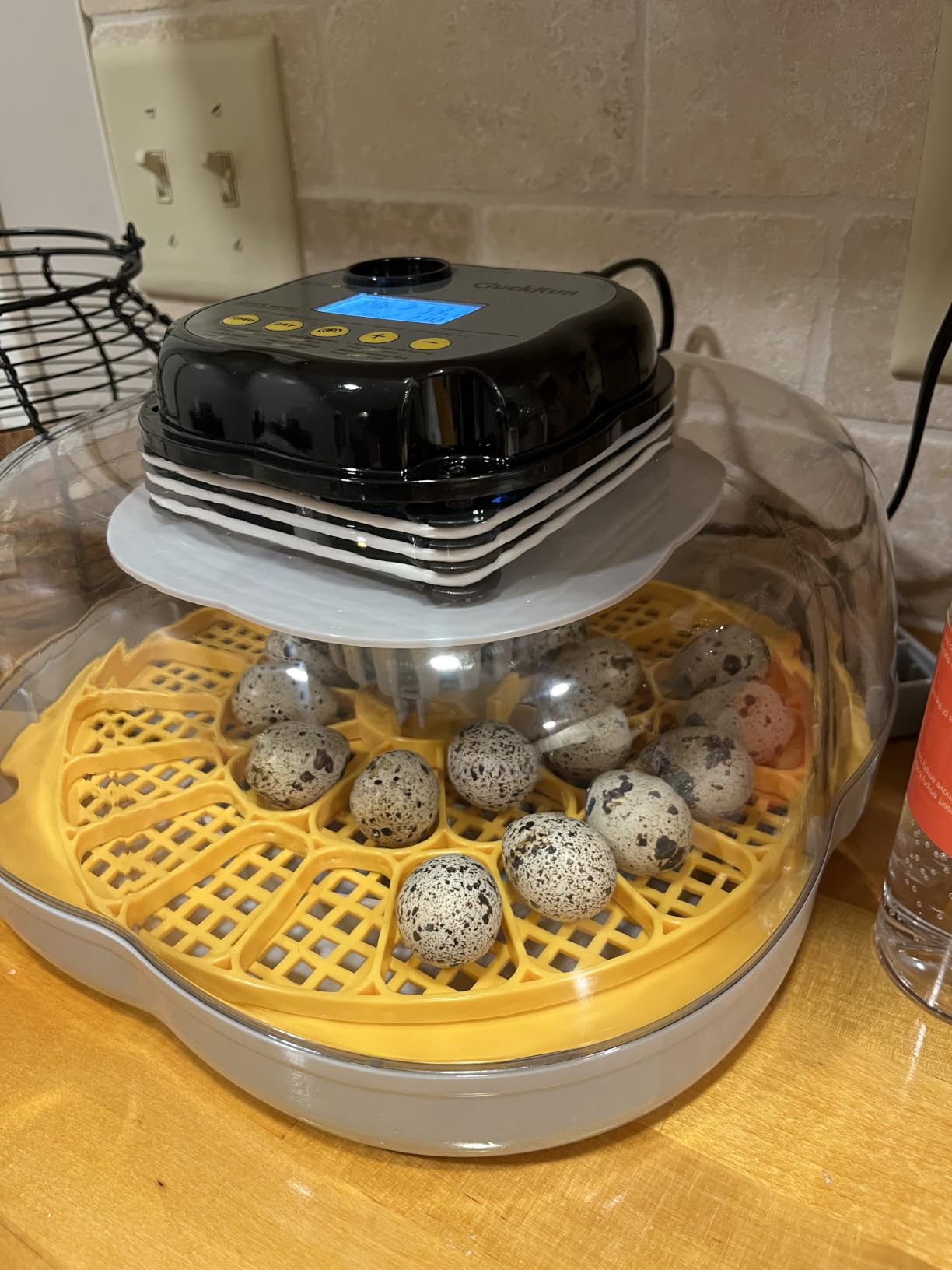 Egg Incubators for Hatching Eggs, 18 Chicken or 8 Large Eggs Incubator customer photo 2
