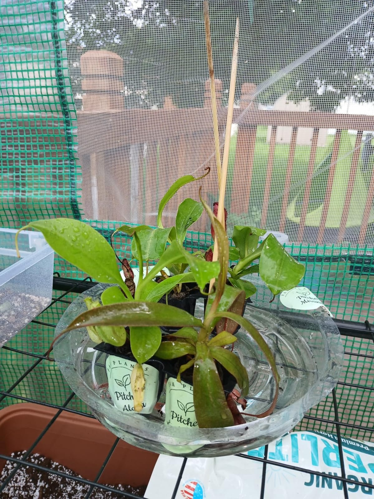 Pitcher Plant Collection (4 Pack) Rare Nephentes Live Carnivorous Plants- Gaya, Miranda, Lady Luck & Alata- Insect Eating Indoor Plants, Exotic Live Pitcher Plants customer photo 1