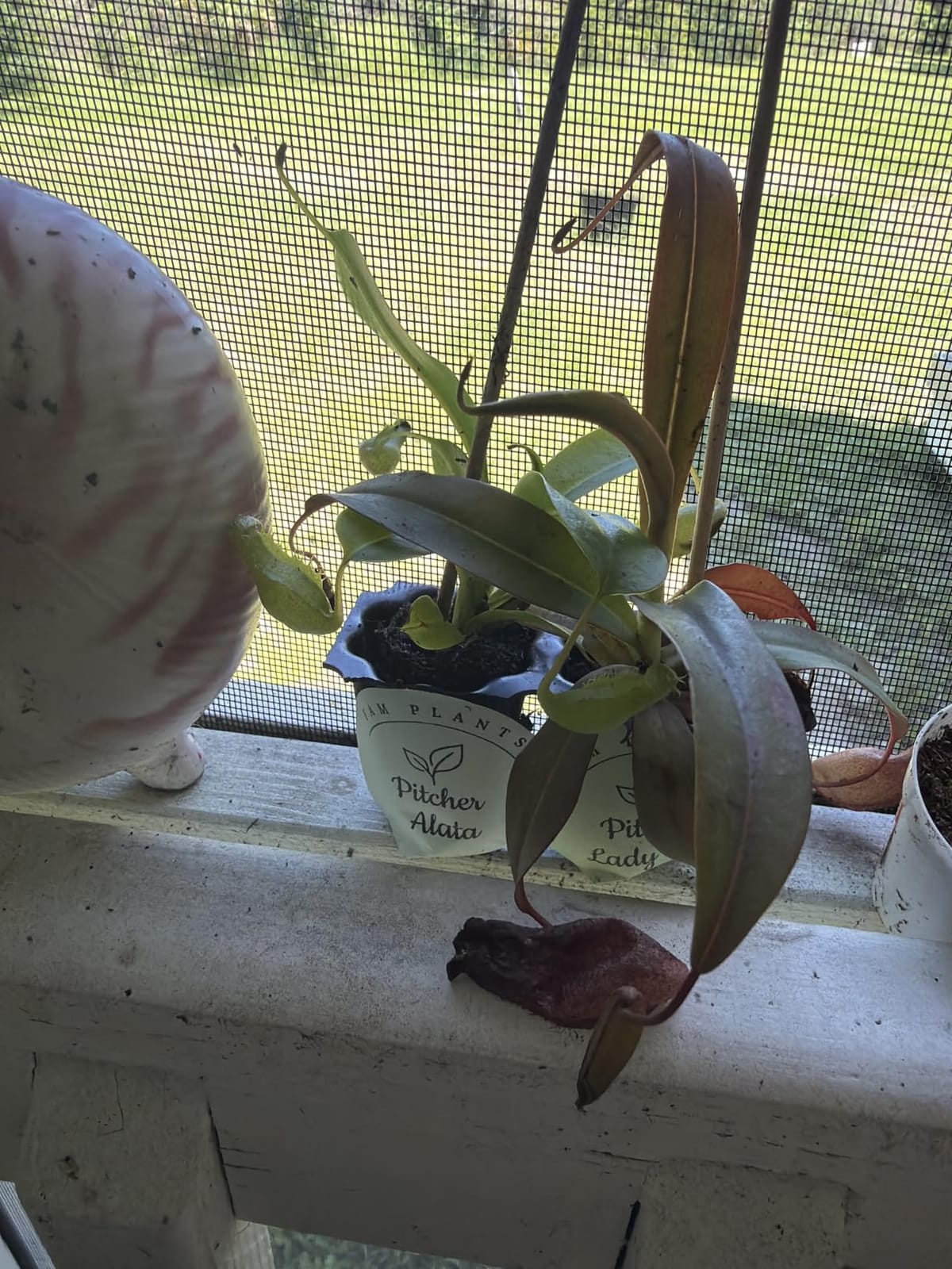 Pitcher Plant Collection (4 Pack) Rare Nephentes Live Carnivorous Plants- Gaya, Miranda, Lady Luck & Alata- Insect Eating Indoor Plants, Exotic Live Pitcher Plants customer photo 2