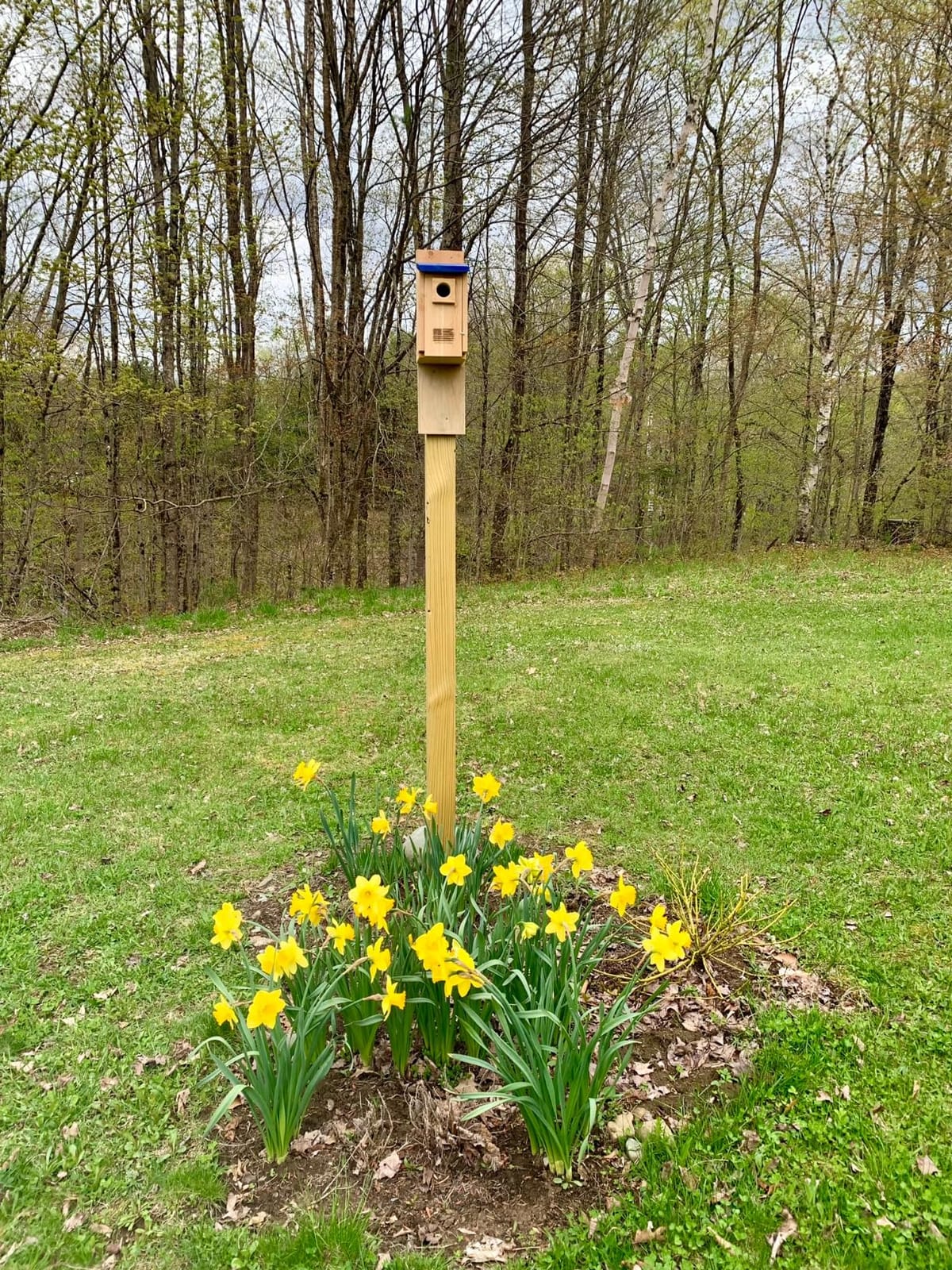 Made in USA,Rustic Cedar Bird Houses with Solar Camera,Durable Bird Houses for Outside w/Predator Guard,Easy-to-Install Bird Box for Bluebirds, Chickadees and More - Applewood Outdoor customer photo 1