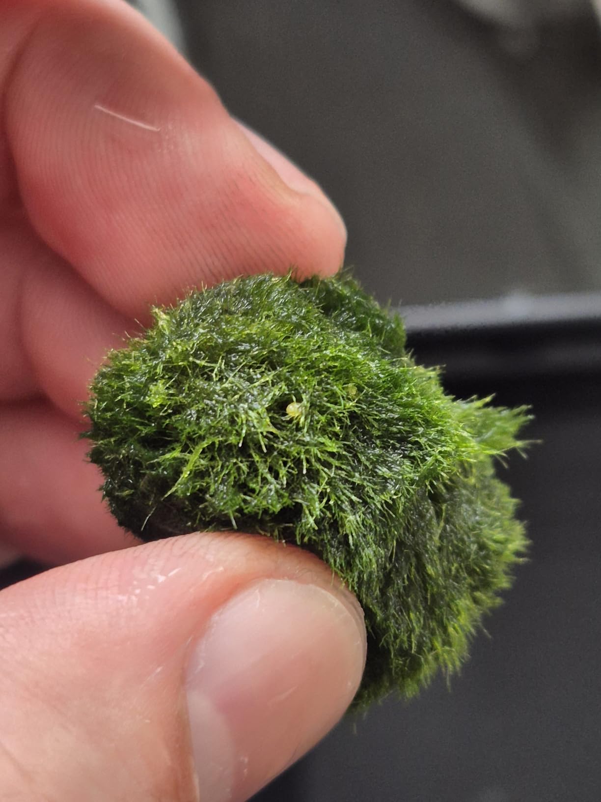 3Pcs Moss Balls for Fish Tank Aquarium Plants Freshwater Moss Ball Decorative, Grrren, 1.2-1.5