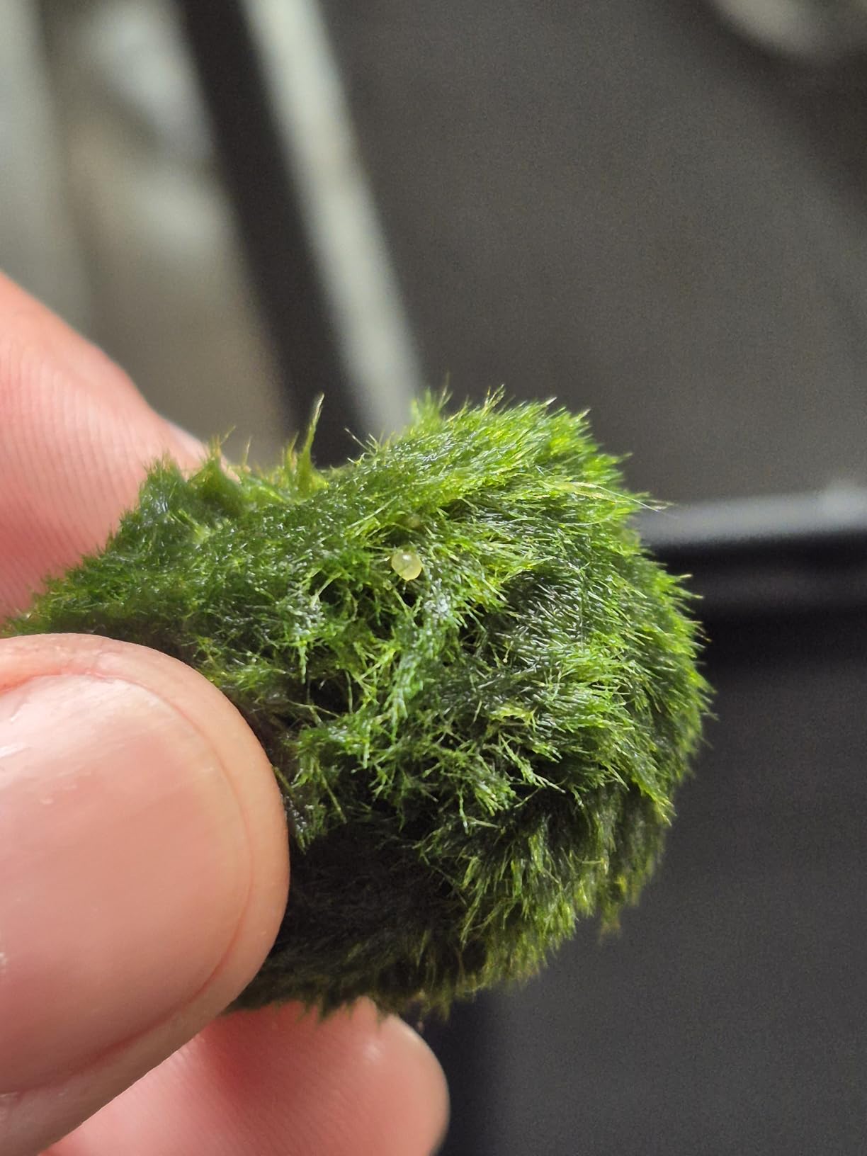 3Pcs Moss Balls for Fish Tank Aquarium Plants Freshwater Moss Ball Decorative, Grrren, 1.2-1.5