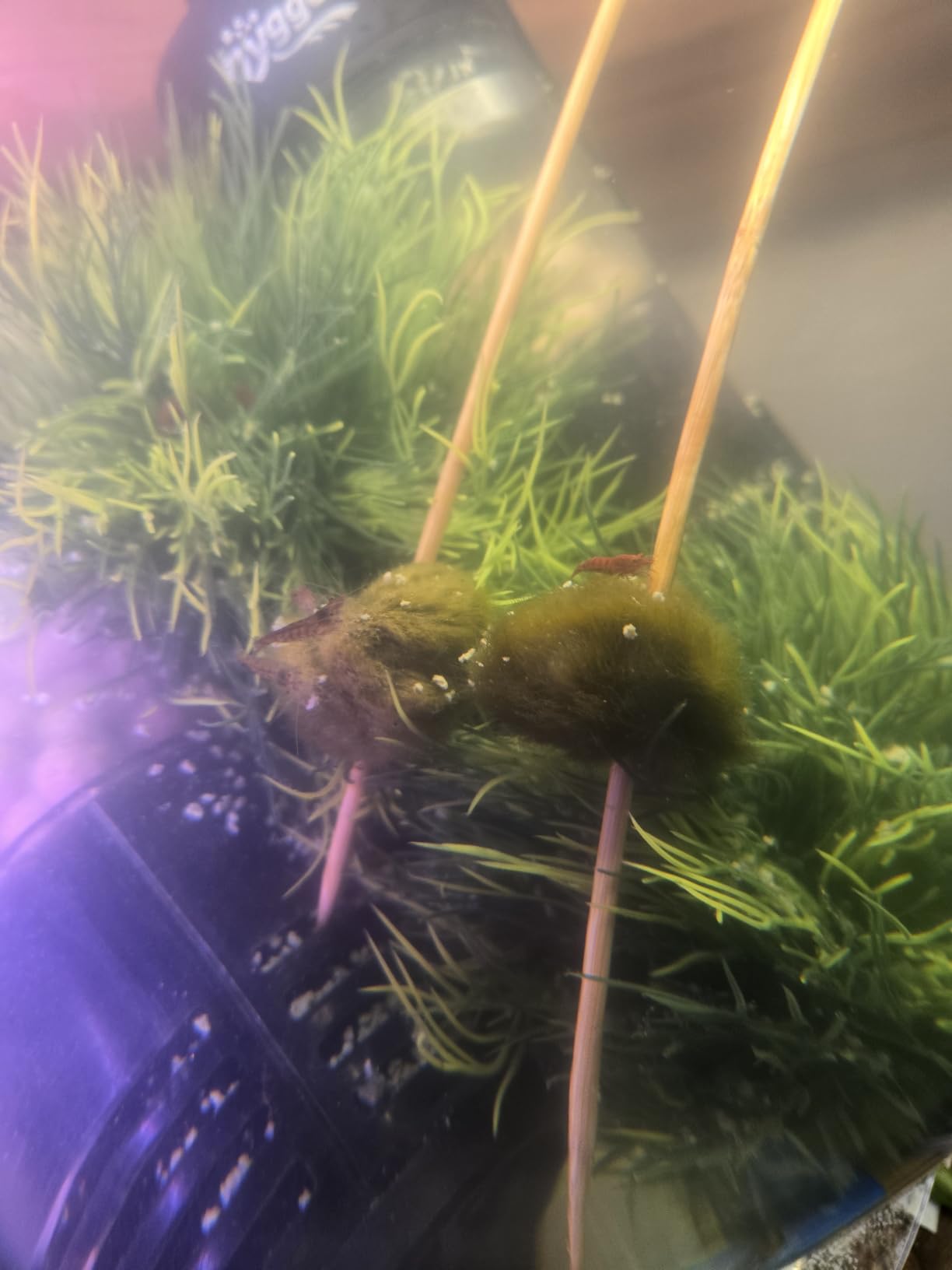 2 Large Live Moss Pebbles Balls for Aquarium, Fish Tank Decoration Plants Green Algae Spheres 3-3.5cm 1.3