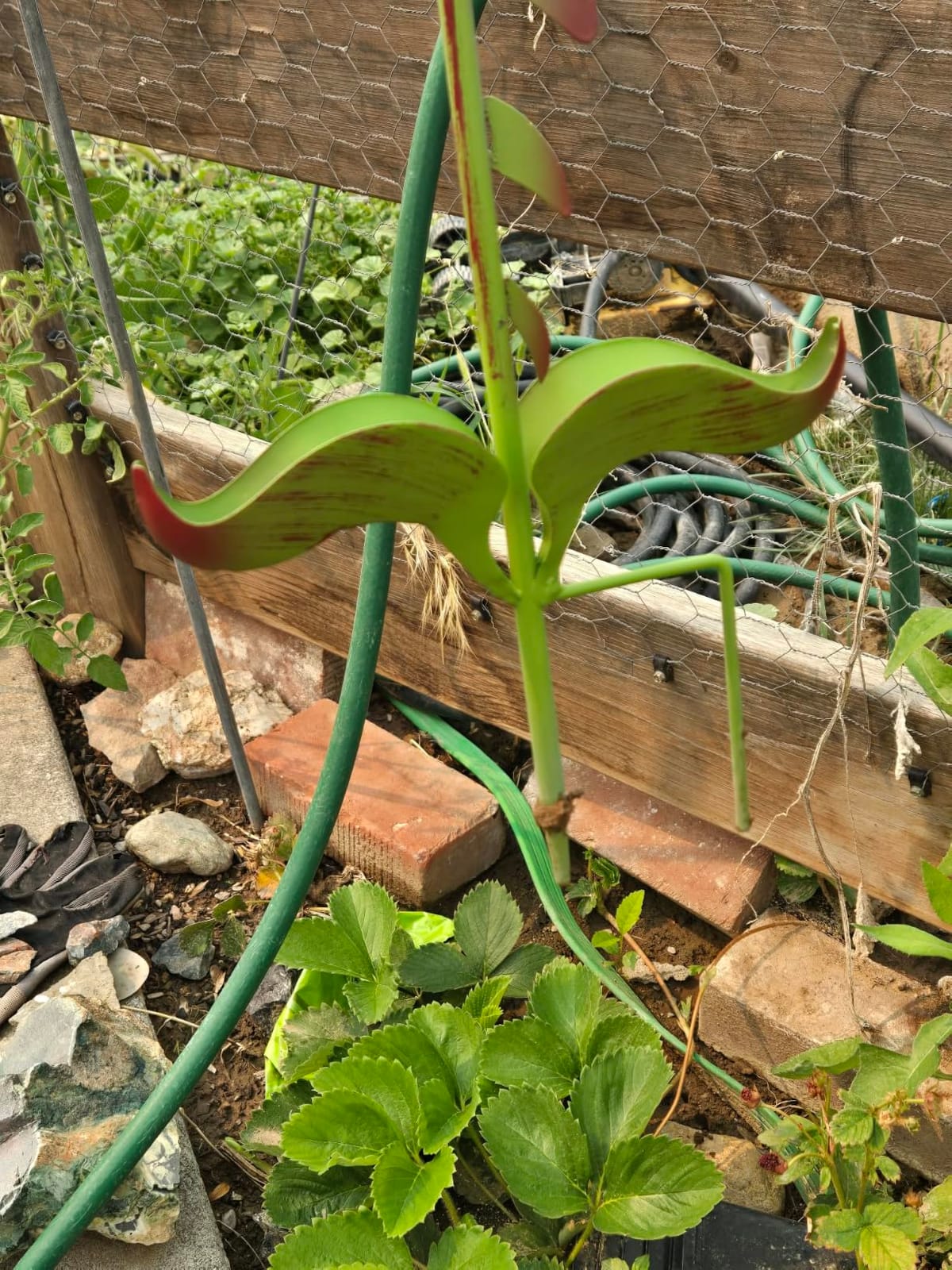 Metal Carnivorous Plant Garden Stake | Handmade Venus Flytrap Monster Plant Sculpture customer photo 2
