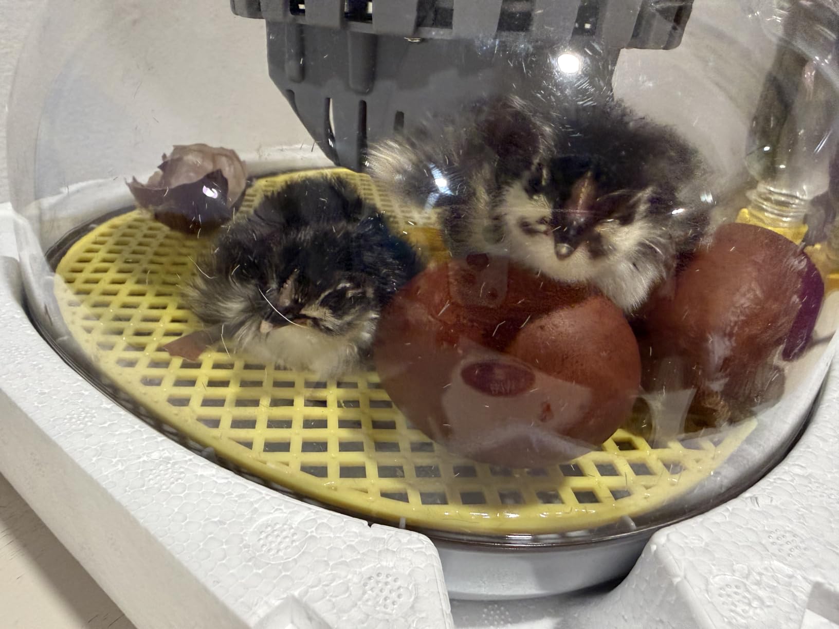 IBKINXX Incubator for Hatching Eggs-48 Egg Capacity, 2026 Newly Upraded Auto Egg Turner & Auto Precision Humidity Control System, 360° Clear Viewing for Chicken, Duck and Quail Eggs (Yellow) customer photo 2