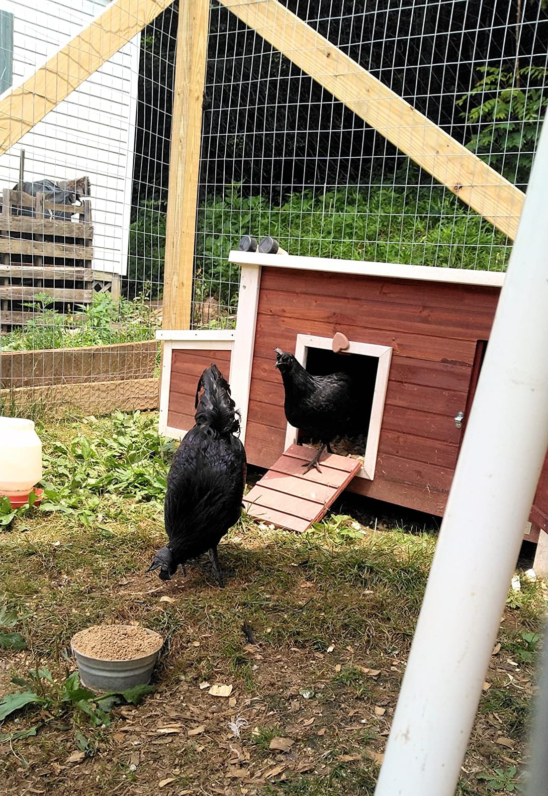 Petsfit Outdoor Chicken Coop with Run for 4-6 Chickens, 3 Nesting Boxes customer photo 2