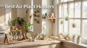 Best Air Plant Holders