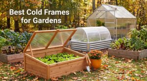 Best Cold Frames for Gardens