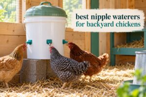 best nipple waterers for backyard chickens