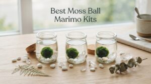 Best Moss Ball Marimo Kits
