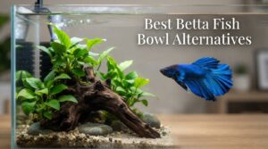 Best Betta Fish Bowl Alternatives