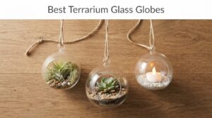 Best Terrarium Glass Globes