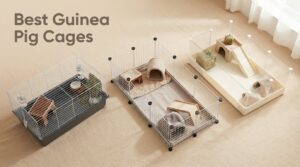 Best Guinea Pig Cages