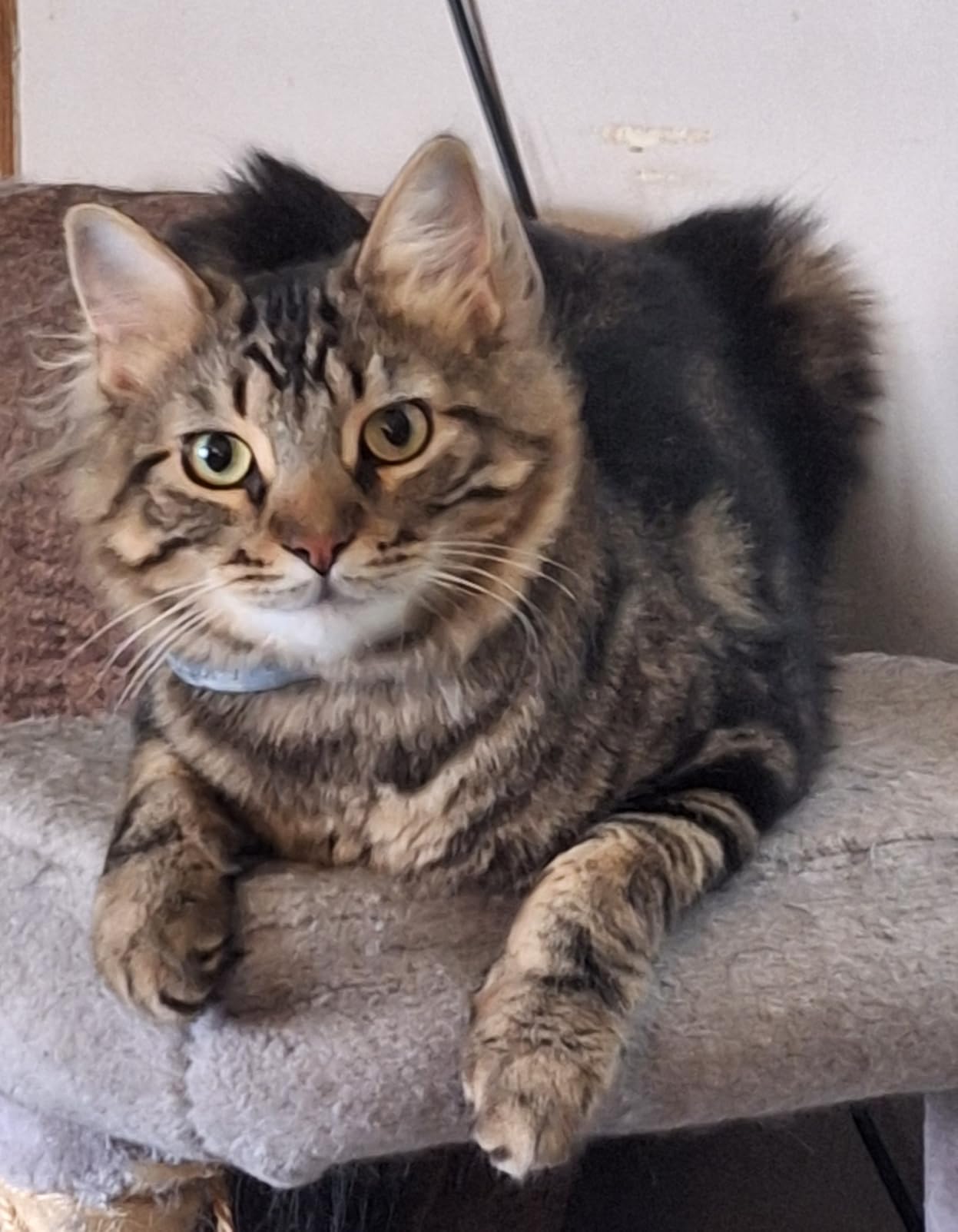 Purina ONE +Plus Sensitive Stomach Sensitive Skin, Natural Dry Cat Food customer photo 1