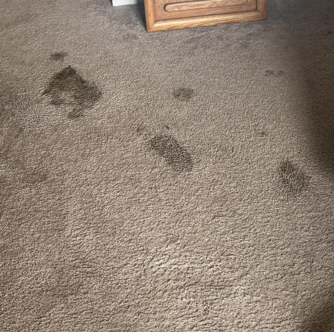 BISSELL Little Green Max Pet SmartMix Carpet Cleaner, 38572 customer photo 1