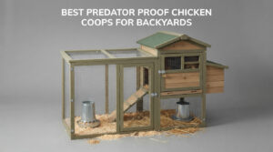 best predator proof chicken coops for backyards