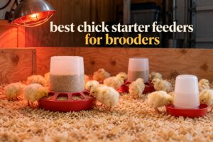 best chick starter feeders for brooders