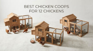 best chicken coops for 12 chickens