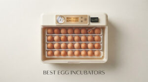 best egg incubators