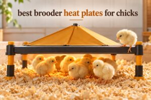 best brooder heat plates for chicks