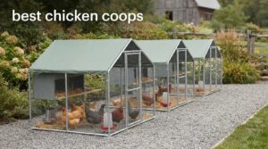 best chicken coops