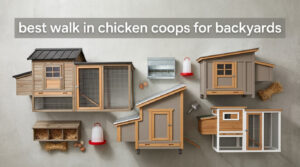 best walk in chicken coops for backyards